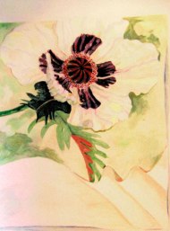 white-poppy