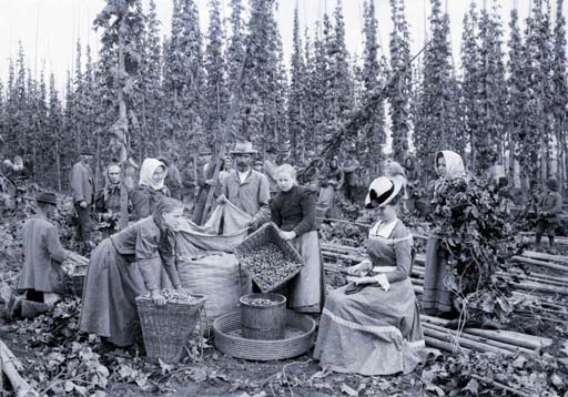 Kratky,_Frantisek_-_Sklizen_chmele_(ca_1898) (1)